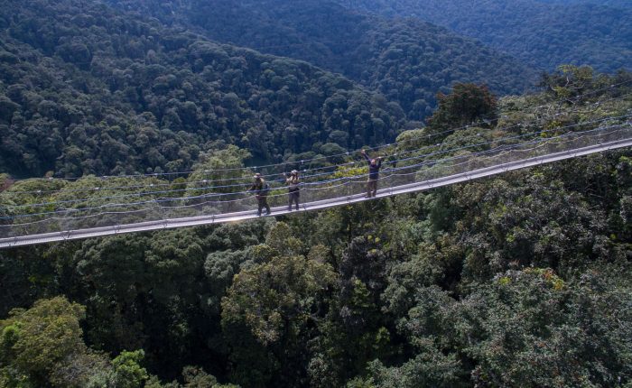 canopy walk in rwanda