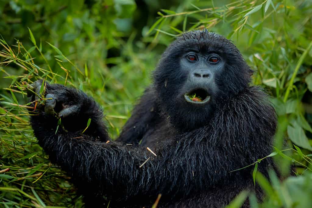 gorilla
