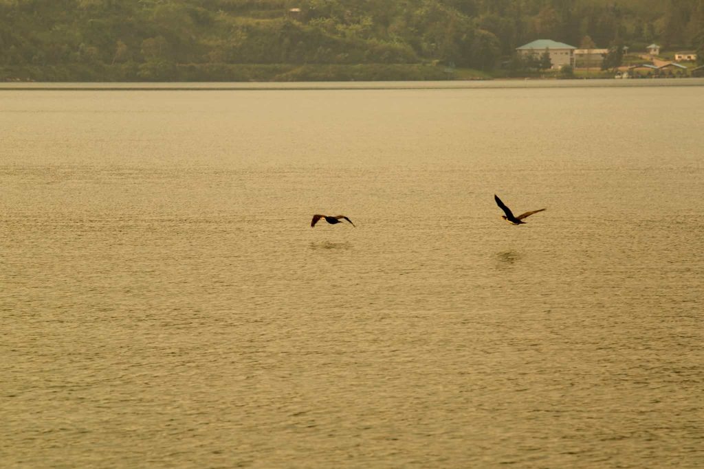 rubavu gisenyi lake kivu birds